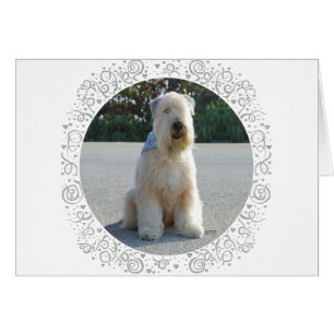 Wheaten Terrier Cards