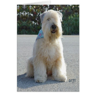 Wheaten Terrier Cards