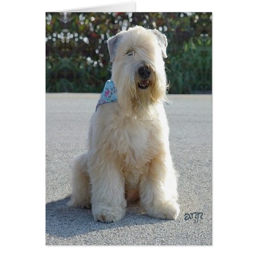 Wheaten Terrier Cards (Front)