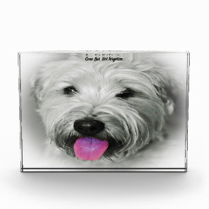 Wheaten Terrier Dog. Acrylic Award