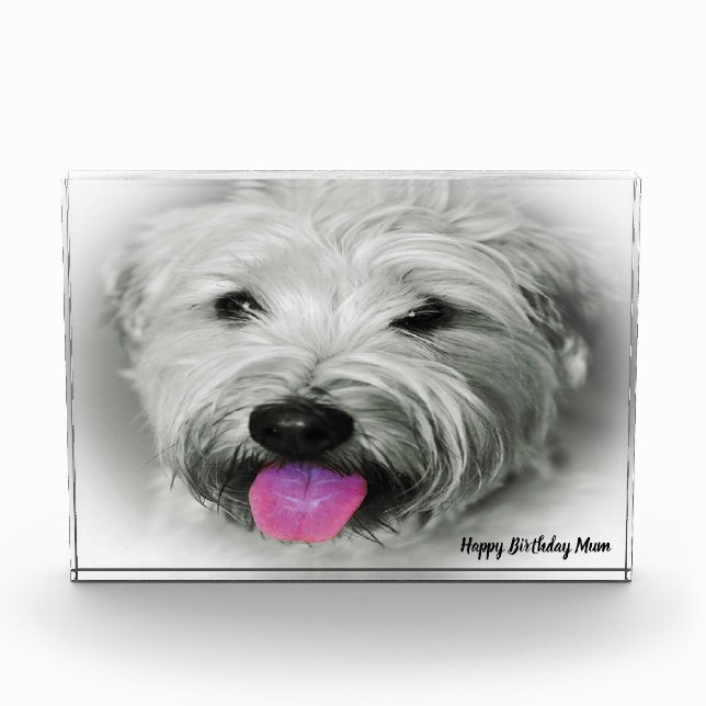 Wheaten Terrier Dog. Photo Block (Front)