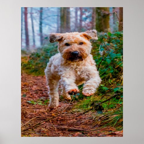 Wheaten Terrier Dog Poster