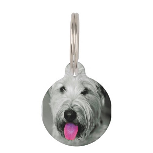 Wheaten Terrier Pet ID Tag