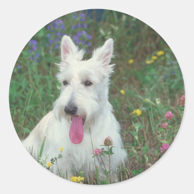 Wheaton Scottish Terrier Classic Round Sticker (Front)