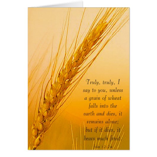 WheatSun Cards (Front)