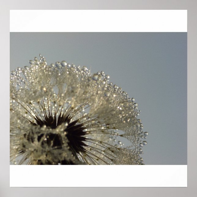 Wheel of droplets - Dandelion with droplets Poster (Front)