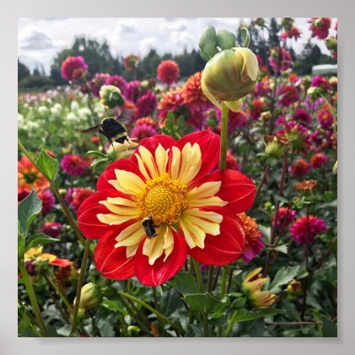 Wheels Dahlia Poster