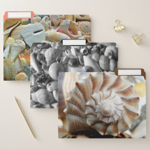 Whelk Beach Shells Collection File Folder Set