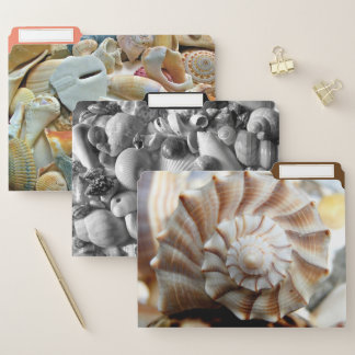 Whelk Beach Shells Collection File Folder Set