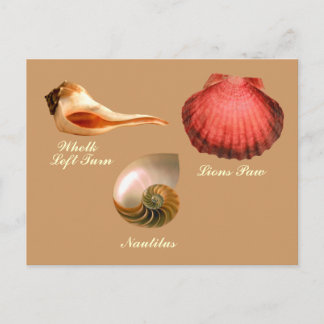 Whelk Left Turn,  Nautilus, Lions Paw Postcard