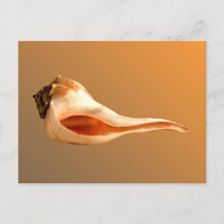 Whelk Left Turn Postcard