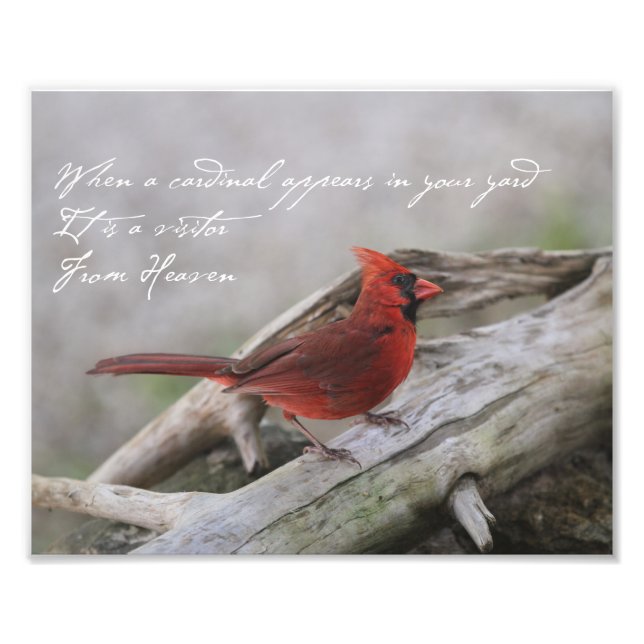 When a cardinal appears in your yard... photo print (Front)