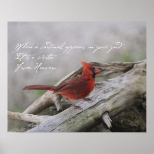 When a cardinal appears in your yard.... poster