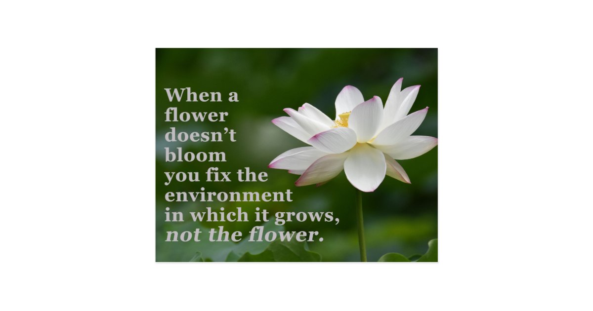 When a Flower Doesn't Bloom Postcard