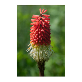 When beauty ignites in the garden Acrylic Wall Art