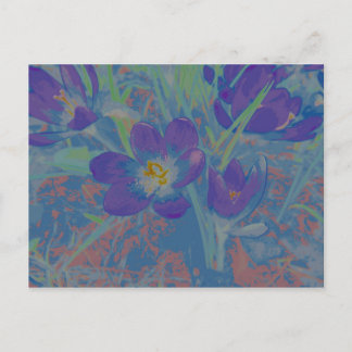 When Crocus Blossoms Postcard