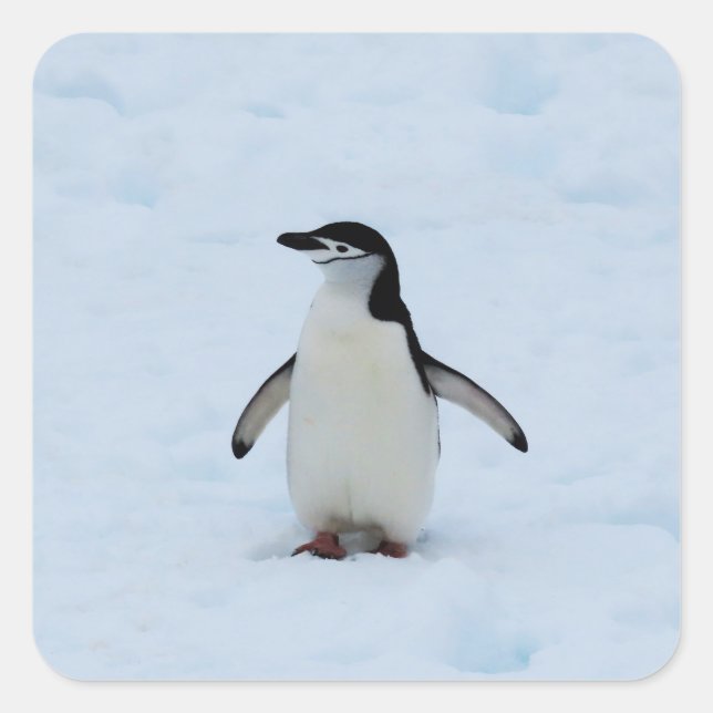 Where Am I Square Sticker (Front)