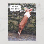 Where Are You? Funny Pig Photo Postcards at Zazzle