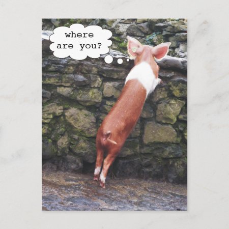Where Are You? Funny Pig Photo Postcards