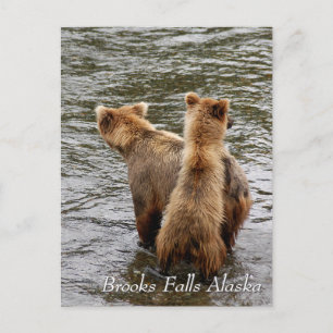 Where do you see mom, Brooks Falls Alaska Postcard