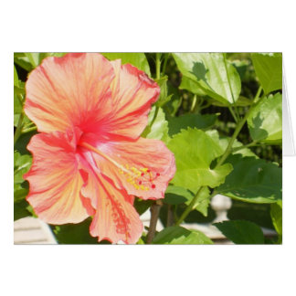 Where flowers bloom so does hope. cards