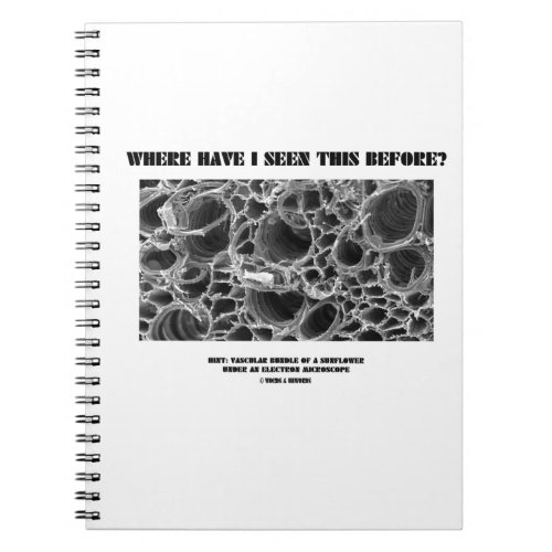 Where Have I Seen This Before Vascular Bundle Notebook