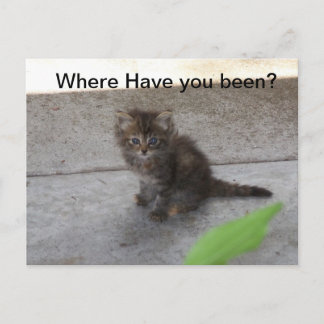 Where have you been Kitten Post Card  075