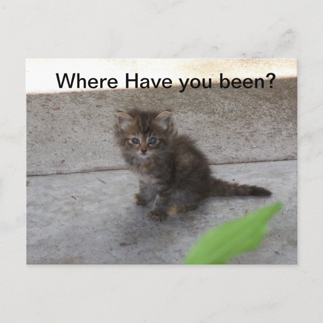 Where have you been Kitten Post Card  075 (Front)