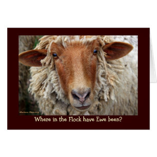 Where in the Flock have Ewe been? Cards