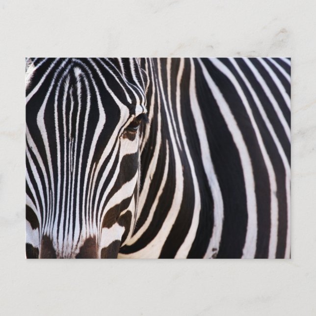 Where Is The Zebra? Postcard (Front)