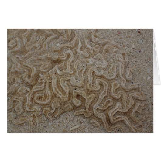 Where is your Brain? (Front Horizontal)