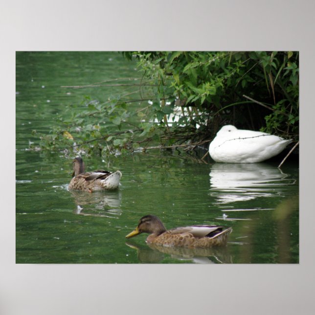 Where Sleeping Ducks Lie Print (Front)