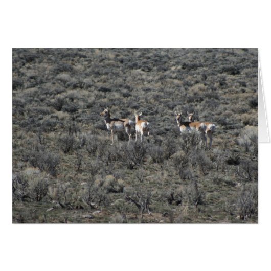 Where the Antelope play Cards (Front Horizontal)