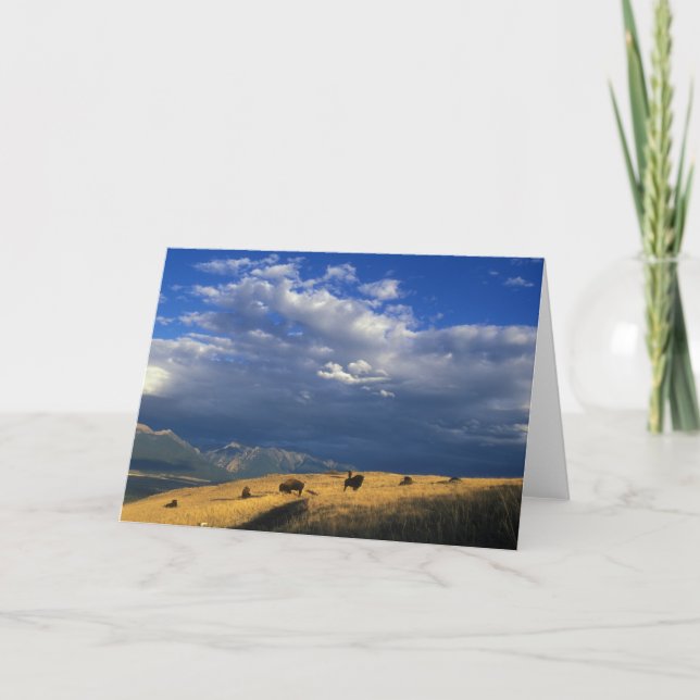 Where The Buffalo Roam Greeting Card (Front)