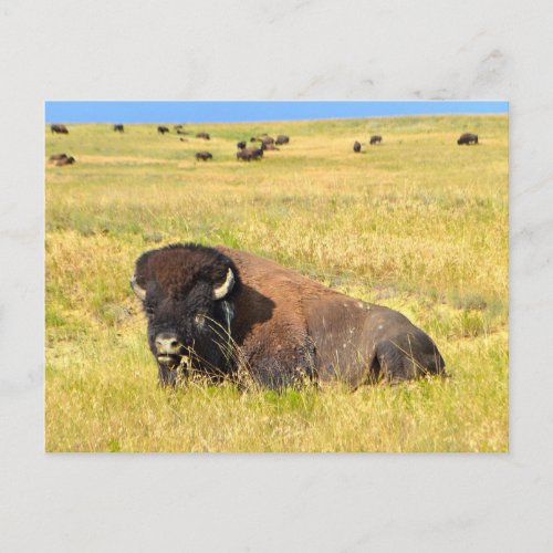 Where The Buffalo Roam Postcard