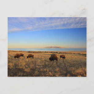 Where The Buffalo Roam Postcard