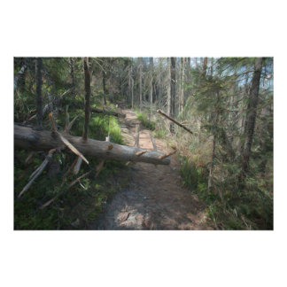 Where the Tree Fell Photo Print