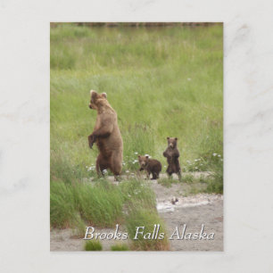 Where we going mom, Brooks Falls Alaska Postcard