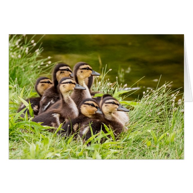 Where's Mom (Front Horizontal)