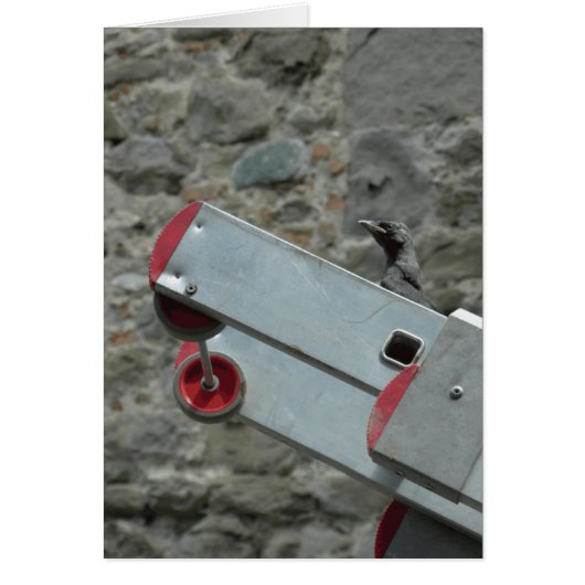 Where's the fire? (Front)