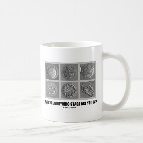 Which Embryonic Stage Are You In Embryos Coffee Mug