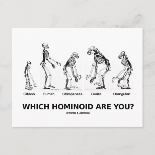 Which Hominoid Are You Hominid Skeletons Postcard