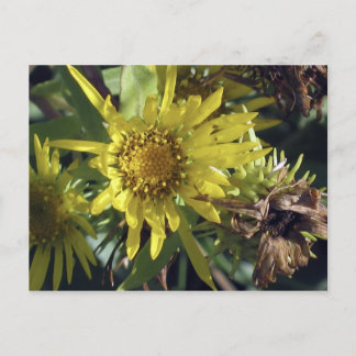 Whidbey Island 2 Postcard