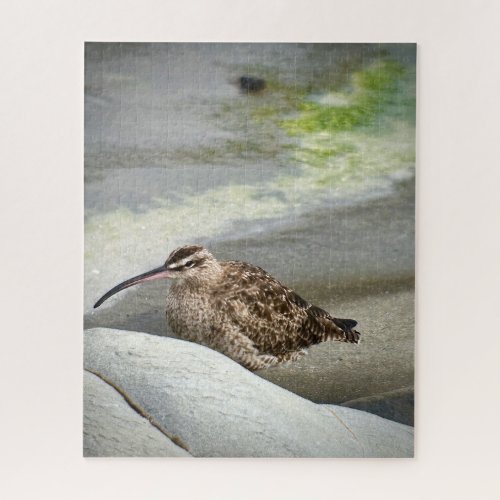 Whimbrel Jigsaw Puzzle