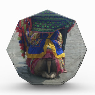 Whimsical Camel Art Print/Graphic Acrylic Award