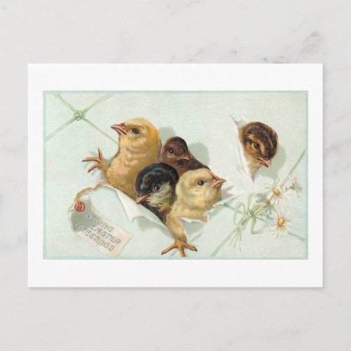 Whimsical Easter Chicks with Daisies and Greeting Postcard