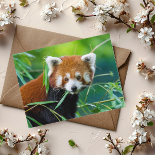 Whimsical Gaze - The Red Panda Postcard