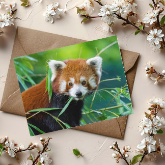 Whimsical Gaze - The Red Panda Postcard