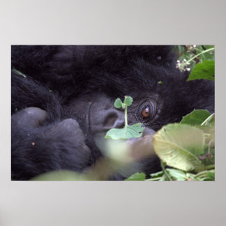 Whimsical Gorilla Poster