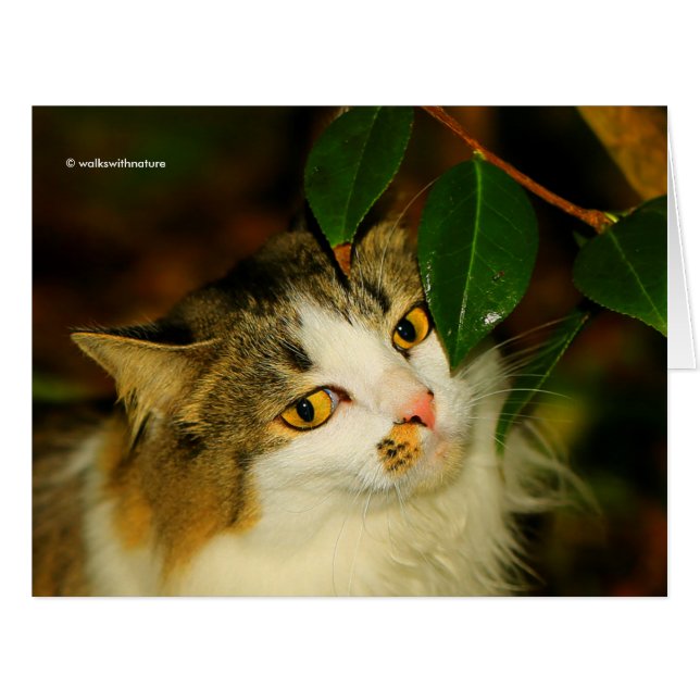 Whimsical The Cat and the Camellia (Front Horizontal)